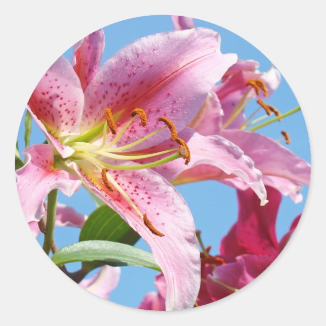 Adesivos de Flores de Lírio Rosa Formas Personaliz (Frente)