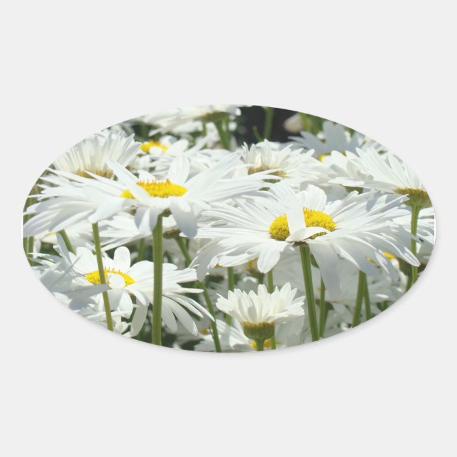 Adesivos de flores de margarida selos Flores de ma (Frente)