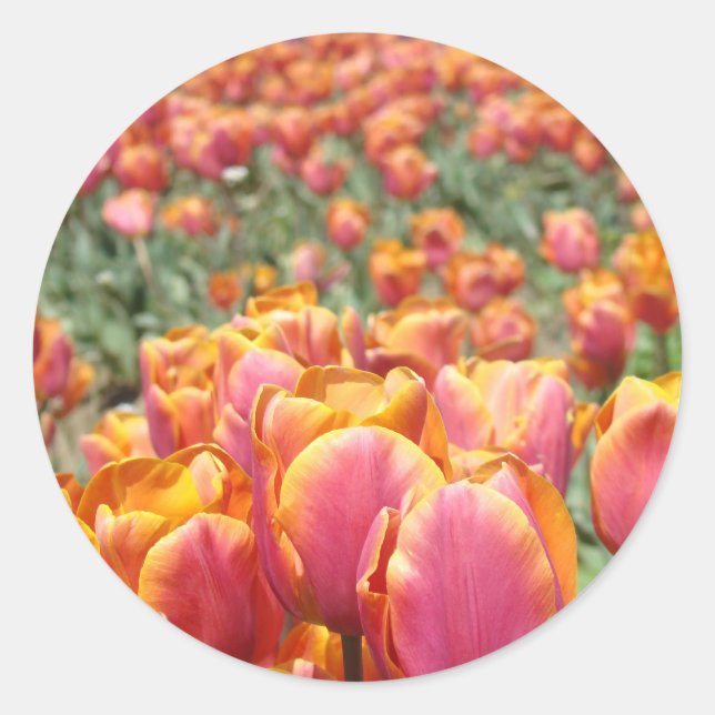 Adesivos de Flores de Tulipa Selos de Envelope Pri (Frente)
