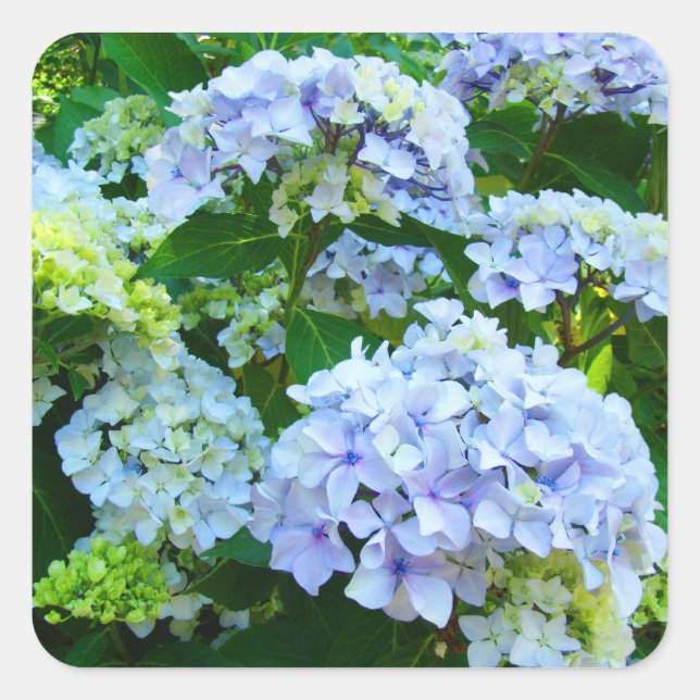 Adesivos de Flores de Verão Hortênsia Azul (Frente)
