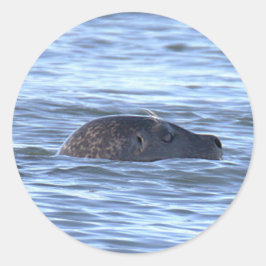 Adesivos de Foca Nadando no Oceano
