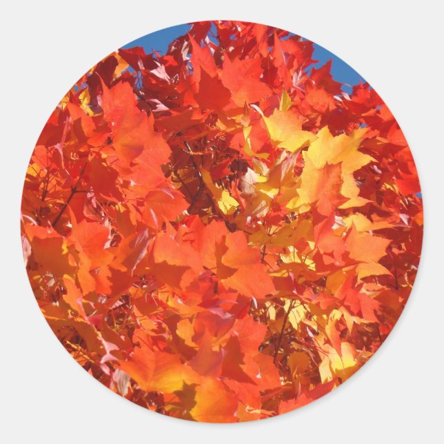 Adesivos de Folhas de Outono Laranja Folhas de Out (Frente)