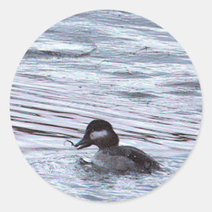 Adesivos de Foto de Pato