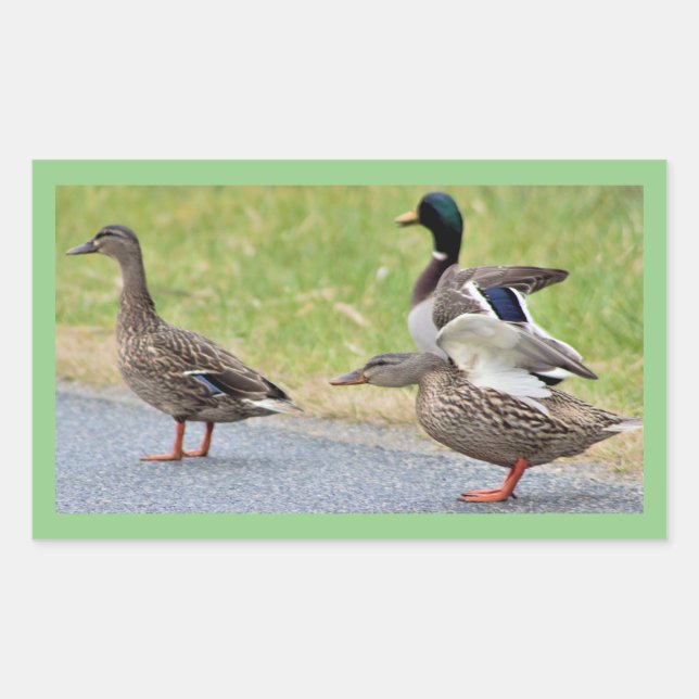 Adesivos de Fotos de Patos (Frente)