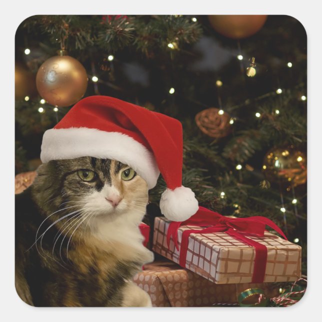 Adesivos de Gatinho do Papai Noel Calico (Frente)