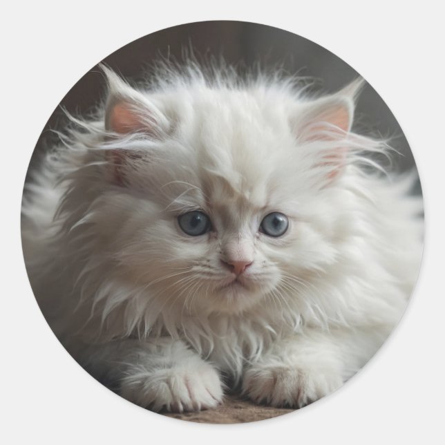 Adesivos de Gato (Frente)