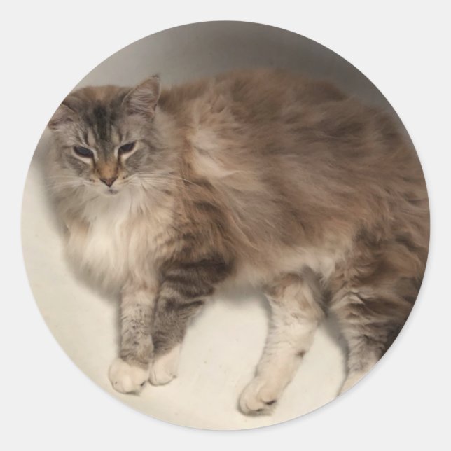 Adesivos de Gato (Frente)