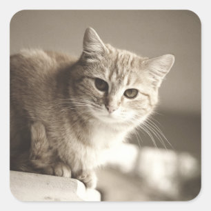 Adesivos de Gato Laranja