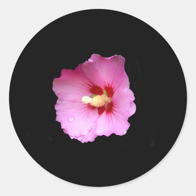 Adesivos de Hibiscus Rosa (Frente)