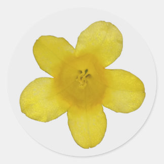 Adesivos de Jasmine Amarela