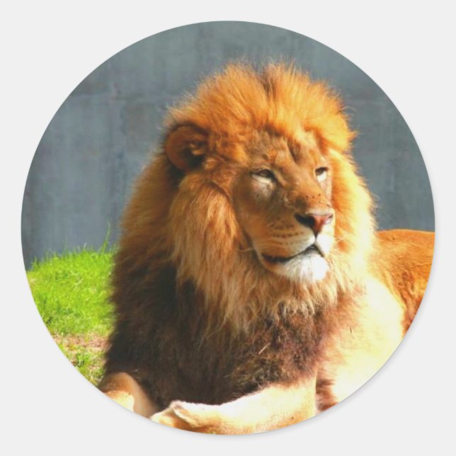 Adesivos de leões africanos (Frente)