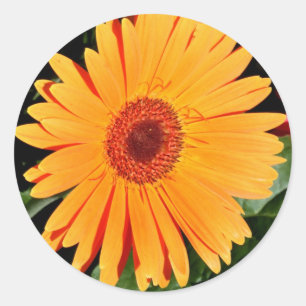 adesivos de margarida laranja-gerbera
