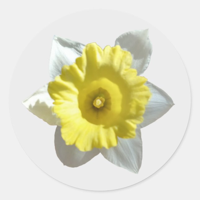 Adesivos de Narciso Branco (Frente)