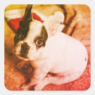 Adesivos de Natal do Boston Bull Bebê