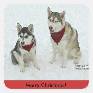 Adesivos de Natal Siberian Husky