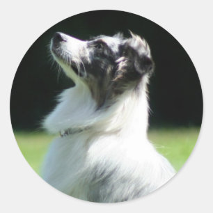 Adesivos de pastor australianos