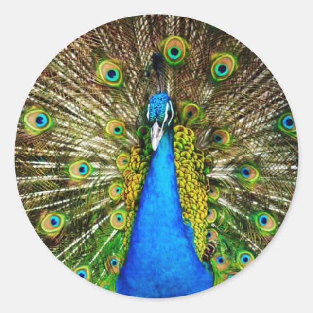 Adesivos de Peacock (Frente)