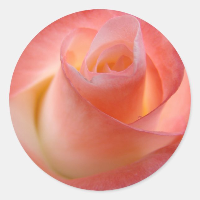 Adesivos de Rosa Rosa selos de Envelope selos Flor (Frente)