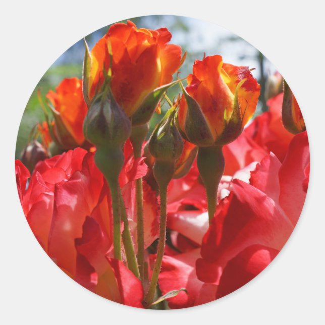 Adesivos de Rosas Vermelhas selos de Envelope pers (Frente)