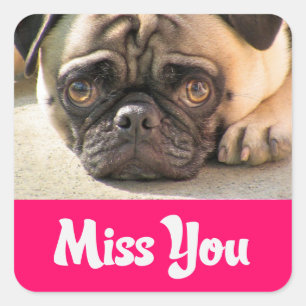Adesivos de Saudações Cachorrinho Pug Te Miro