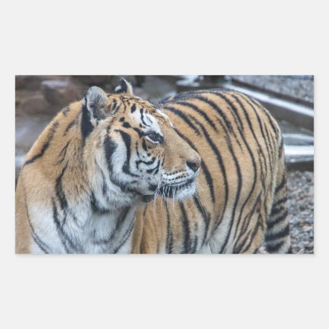 Adesivos de Tigre (Frente)