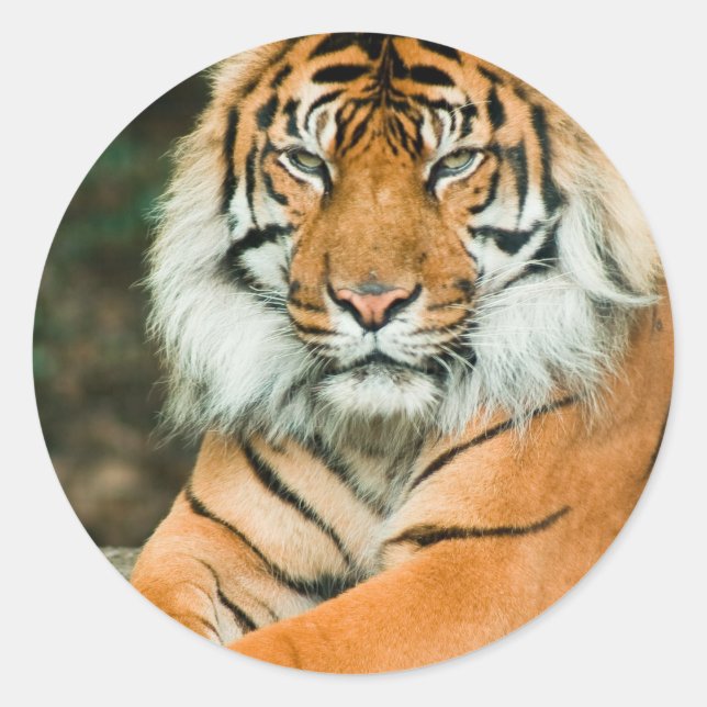 Adesivos de Tigre Laranja (Frente)