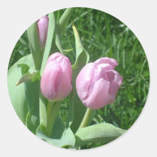 Adesivos de Tulipas Rosa