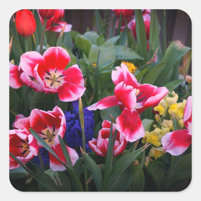 Adesivos de Tulipas Vermelhas e Brancas (Frente)