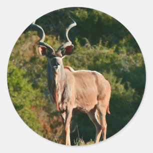 Adesivos do Cabo Kudu Oriental