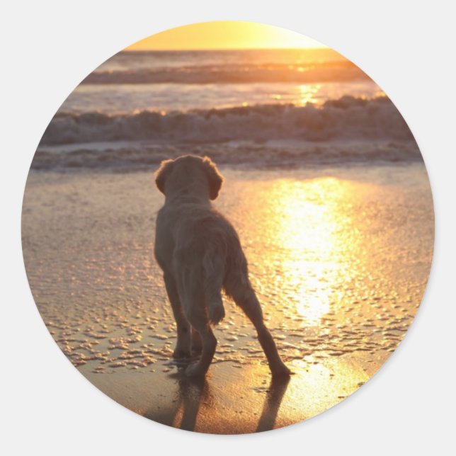 Adesivos do ouro Retriever (Frente)