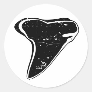 Adesivos dos dentes dos tubarões fossilizados a pr