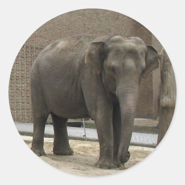 adesivos ELEPHANT (Frente)