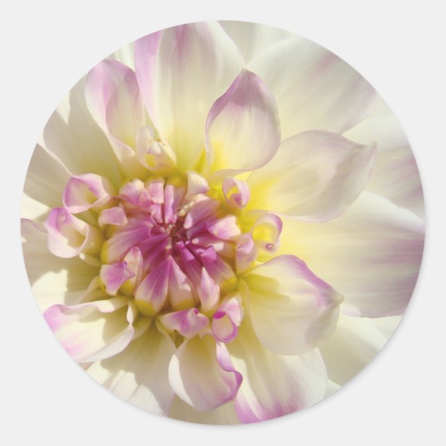 Adesivos florais rosa branco flores de dália perso (Frente)