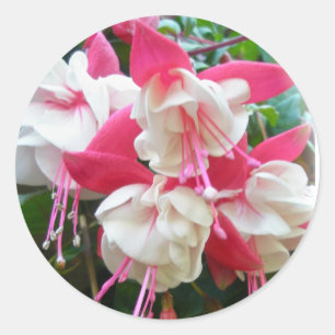 Adesivos Fuschia Cor-de-rosa e branca