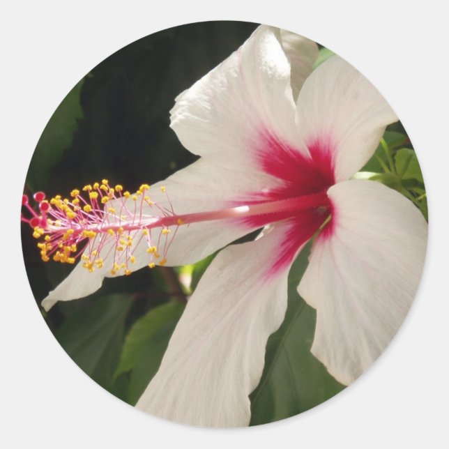 Adesivos Hibiscus (Frente)