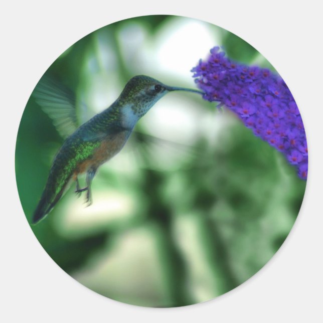 Adesivos Hummingbird (Frente)