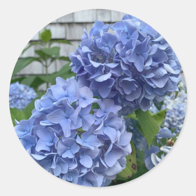 Adesivos Hydrangeas Azuis (Hydrangea macrophylla) (Frente)
