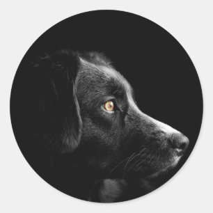 adesivos labrador preto