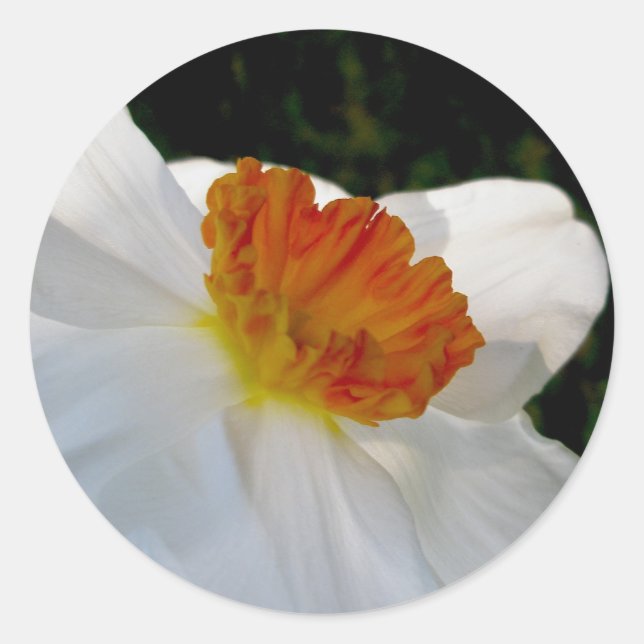 Adesivos Narciso Laranja Branco (Frente)
