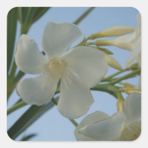 Adesivos Oleander Branco