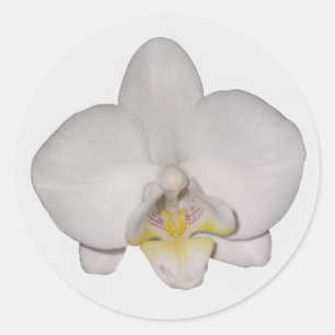 Adesivos Orquícolas Brancos