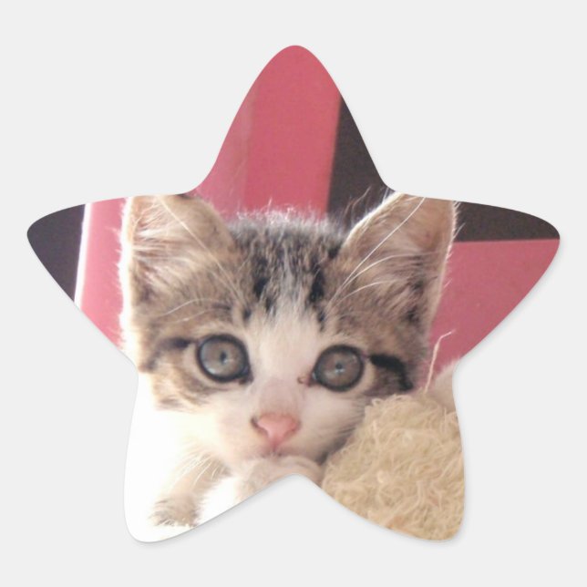 adesivos para estrelas de brinquedos de gatinho (Frente)