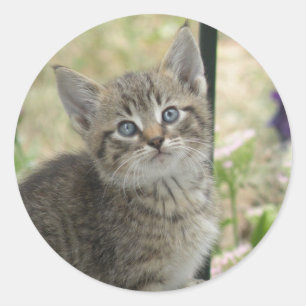 Adesivos para gatinhos