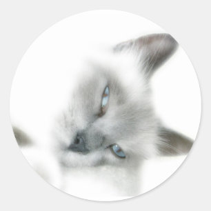 Adesivos para gatos