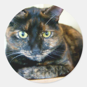 adesivos para gatos tortos