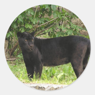 Adesivos para panos de embalagem