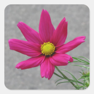 Adesivos personalizados da Flor Rosa