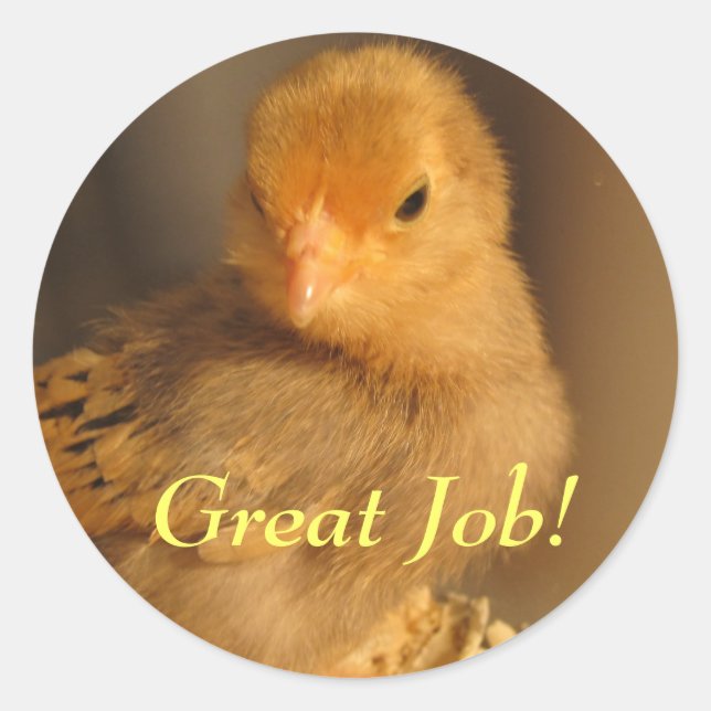 Adesivos - Pintinho laranja (Frente)