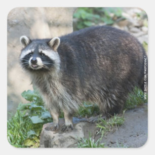 Adesivos Raccoon