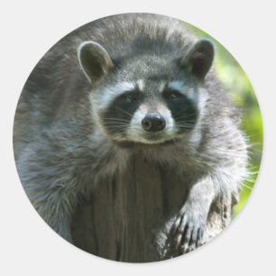 Adesivos Raccoon